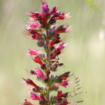 Echium russicum - Hadinec červený IMG_6155