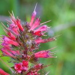 Echium russicum - Hadinec červený IMG_9954