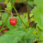 Fragaria vesca - Jahoda obyčajná IMG_2161