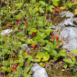 Fragaria vesca - Jahoda obyčajná IMG_2196