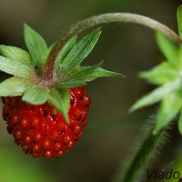 Fragaria vesca - Jahoda obyčajná IMG_6663