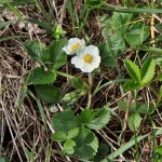 Fragaria vesca - Jahoda obyčajná IMG_9884