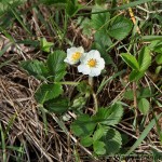 Fragaria vesca - Jahoda obyčajná IMG_9885