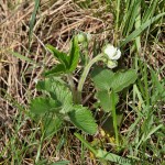 Fragaria vesca - Jahoda obyčajná IMG_9886