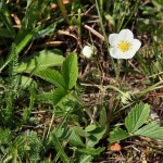 Fragaria vesca - Jahoda obyčajná IMG_9900