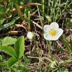 Fragaria vesca - Jahoda obyčajná IMG_9901