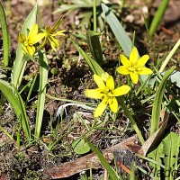 Gagea lutea - Krivec žltý 184406