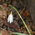 Galanthus nivalis - Snežienka jarná 15_17-38
