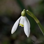 Galanthus nivalis - Snežienka jarná 16-15-50