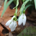 Galanthus nivalis - Snežienka jarná 17-34-12