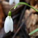Galanthus nivalis - Snežienka jarná 17-35-40