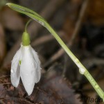 Galanthus nivalis - Snežienka jarná 17-40-56