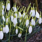 Galanthus nivalis - Snežienka jarná 20-05-45