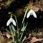 Galanthus nivalis - Snežienka jarná 20-14-40