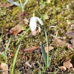 Galanthus nivalis - Snežienka jarná IMG_0860