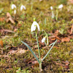 Galanthus nivalis - Snežienka jarná IMG_0862