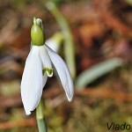 Galanthus nivalis - Snežienka jarná IMG_0864