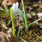 Galanthus nivalis - Snežienka jarná IMG_0865