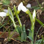 Galanthus nivalis - Snežienka jarná IMG_0872