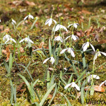 Galanthus nivalis - Snežienka jarná IMG_1320