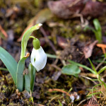 Galanthus nivalis - Snežienka jarná IMG_4809