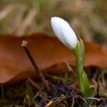 Galanthus nivalis - Snežienka jarná IMG_4812