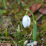 Galanthus nivalis - Snežienka jarná IMG_8380