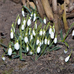 Galanthus nivalis - Snežienka jarná IMG_8407