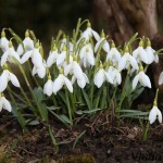 Galanthus nivalis - Snežienka jarná IMG_8656