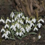 Galanthus nivalis - Snežienka jarná IMG_8657