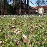 Galanthus nivalis - Snežienka jarná IMG_8697