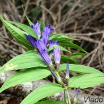 Gentiana asclepiadea - Horec luskáčovitý IMG_6031 (2)