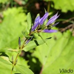 Gentiana asclepiadea - Horec luskáčovitý IMG_7131