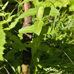 Gentiana asclepiadea - Horec luskáčovitý IMG_7133