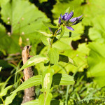 Gentiana asclepiadea - Horec luskáčovitý IMG_7134