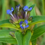 Gentiana cruciata - Horec krížatý 21-05-27