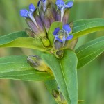 Gentiana cruciata - Horec krížatý 21-06-40