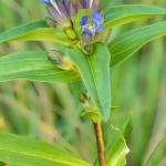 Gentiana cruciata - Horec krížatý 21-07-46