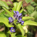 Gentiana cruciata - Horec krížatý IMG_0065