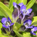 Gentiana cruciata - Horec krížatý IMG_0066