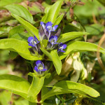 Gentiana cruciata - Horec krížatý IMG_0068