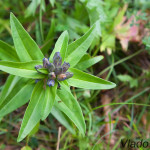 Gentiana cruciata - Horec krížatý IMG_3892