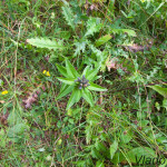 Gentiana cruciata - Horec krížatý IMG_3895