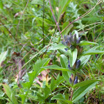 Gentiana cruciata - Horec krížatý IMG_3896