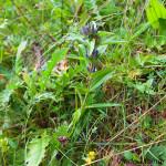 Gentiana cruciata - Horec krížatý IMG_3897