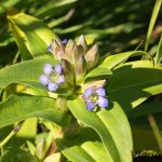 Gentiana cruciata - Horec krížatý IMG_7107