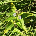 Gentiana cruciata - Horec krížatý IMG_7108