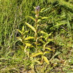 Gentiana cruciata - Horec krížatý IMG_7109