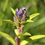 Gentiana cruciata - Horec krížatý IMG_7111