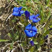 Gentiana verna - Horec jarný IMG_5044